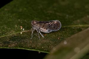 erwachsenes kleines Planthopper-Insekt foto