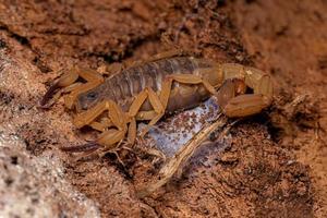 erwachsener weiblicher brasilianischer gelber skorpion foto