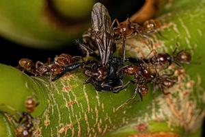 erwachsene Cecropia-Ameisen foto