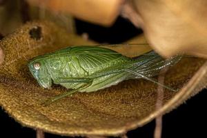 Blatt Katydid Nymphe foto