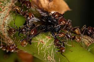 erwachsene Cecropia-Ameisen foto