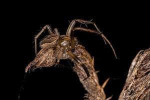 kleiner männlicher typischer Orbweaver foto