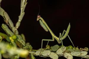 kleine Mantis-Nymphe foto