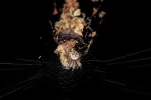 kleine Trashline-Orbweaver-Spinne foto