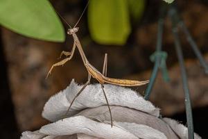 kleine Mantis-Nymphe foto