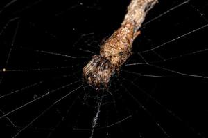 kleine Trashline-Orbweaver-Spinne foto