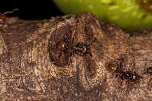 erwachsene Cecropia-Ameisen foto