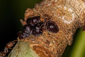 erwachsene Cecropia-Ameisen und Schildläuse foto