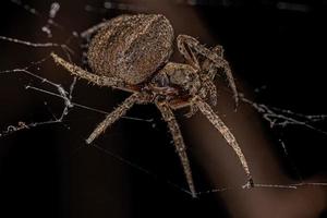 kleine Orbweaver-Spinne foto