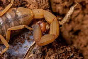 erwachsener weiblicher brasilianischer gelber skorpion foto
