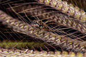 kleine männliche Spinnennetzspinne foto