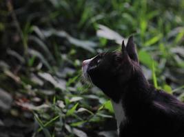 Katze sucht Futter foto