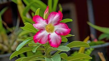 adenium in einem topfnaturhintergrund foto