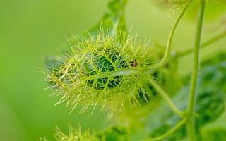 die frucht der stinkenden passionsblume, scharlachrote passionsblume im naturgrünen hintergrund foto