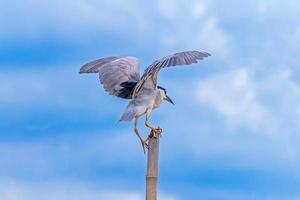 Nycticorax Nycticorax thront auf einem Baumstumpf im Fluss foto