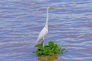 Reiher, Rohrdommel, Reiher in natürlicher Umgebung foto