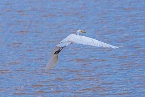 Reiher, Rohrdommel, Reiher, die in den Himmel fliegen foto