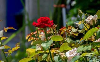 rote Rose blüht im Garten foto