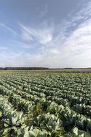 landwirtschaftliches Feld, in dem Kohl in Kohl angebaut wird foto