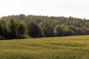 ein landwirtschaftliches Feld, auf dem reifender Getreideweizen wächst foto