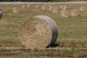 ein Feld mit Getreide im Sommer foto