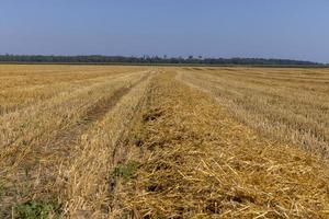 ein Feld mit Getreide im Sommer foto