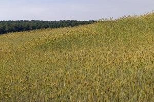 ein landwirtschaftliches Feld, auf dem reifender Getreideweizen wächst foto