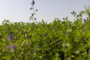 Feld mit Gras zum Ernten von Futter für Kühe foto