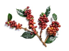 Schließen Sie herauf frische organische rote Kaffeebohnen mit den Kaffeeblättern, die auf weißem Hintergrund lokalisiert werden foto