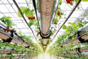 die Hydroponik-Erdbeere auf einer Gewächshaus-Hydroponik-Farm mit High-Tech-Landwirtschaft in einem engen System foto