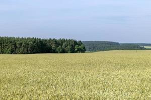 ein landwirtschaftliches Feld, auf dem reifender Getreideweizen wächst foto