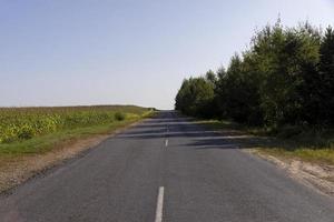 asphaltierte Straße durch den Wald foto