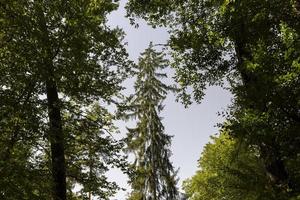 Wald mit verschiedenen Bäumen im Sommer foto