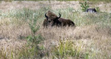 wildes tier europäischer bison foto