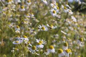 eine große Anzahl weißer Gänseblümchen foto