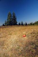 Apfel im Gras foto