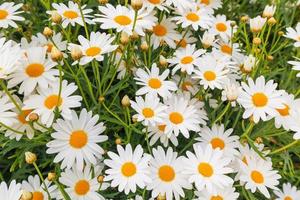 Schönes weißes Kamillen-Gänseblümchen-Blumenfeld auf der grünen Wiese foto