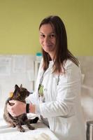 Veterinär Klinik. Porträt der Ärztin in der Tierklinik mit süßer kranker Katze foto
