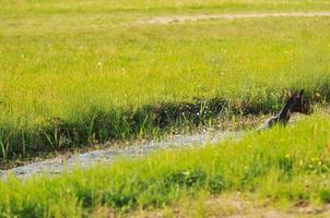 Babypferd im Gras foto