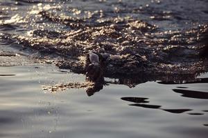 Triathlon-Athlet, der bei Sonnenaufgang auf dem See schwimmt und einen Neoprenanzug trägt foto