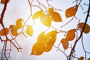 Herbstzweige mit abgefallenen Blättern foto