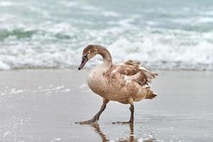 Junger brauner Schwan, der an der Ostsee spazieren geht, Nahaufnahme foto