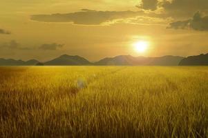goldenes Reisfeld und Berg bei Sonnenuntergang foto