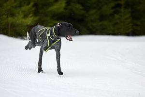 Laufender Vorstehhund auf Schlittenhunderennen foto