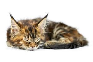 Schildpatt schlafendes Maine-Coon-Kätzchen, isoliert foto