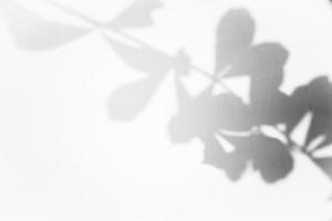 Blattschatten-Overlay-Hintergrunddesign. abstrakter natürlicher schatten für minimalistischen fotoeffekt foto