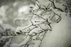 Schnee auf Ästen des Baumes. Natur nach Schneefall. Details des Winters. foto