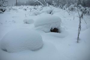 Winterwald. viel Schnee in den Bäumen. foto
