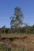 Abholzung für die Holzernte, Wald foto