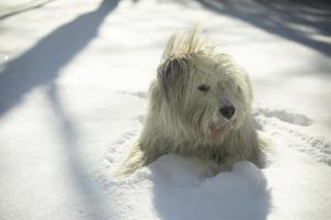 Hund liegt im Schnee. Hundespaziergänge im Winter. Haustier mit weißen Haaren. foto